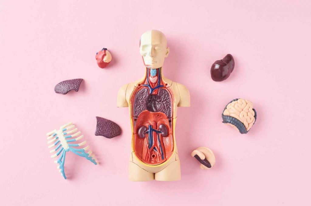 anatomy and surgical education